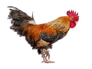Studio shot of beautiful and well looked after male chicken / cock, walking side ways. Looking straight ahead. Isolated on white background.