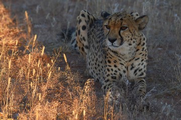 Gepard (Acinonyx jubatus)