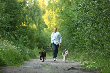 A man with two dogs walking on a sunny meadow