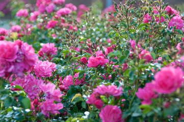 Fototapeta premium Lush rose bush with many pink rose flowers in full bloom