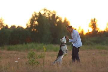 A man with two dogs walking on a sunny meadow