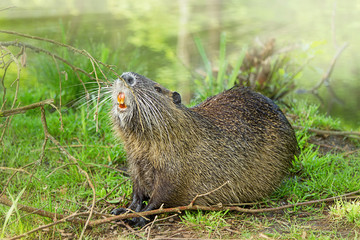 Nutria