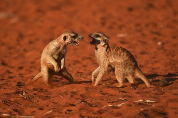 Erdmännchen (suricata suricatta) kämpfen in der Kalahari (Namibia)