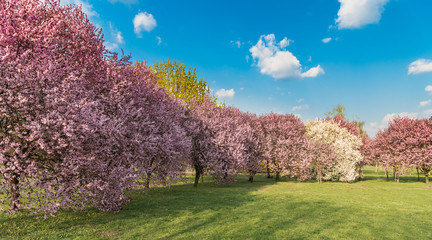 Obraz na płótnie Canvas Wiosna w mieście Opole wiosna w parku
