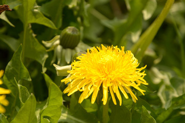bright yellow glowing dandelions on a green meadow, spring theme with yellow dandelion flowers background also called taraxacum officinale in bloom in early april