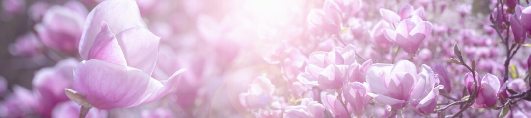 Panorama pink magnolia flower on a branch. - obrazy, fototapety, plakaty