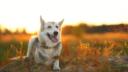 Front view at husky dog walking on a green meadow looking at camera. Green trees and grass background.