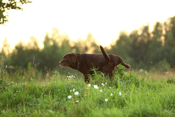 Portrait of chocoalte labrador sitting on the summer field, natural light