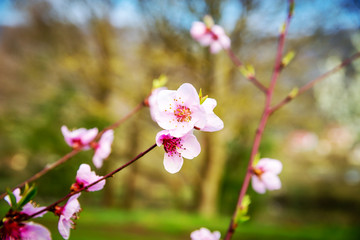 Sakurablüten
