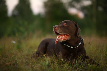 Portrait of chocoalte labrador lies on the summer field, natural light