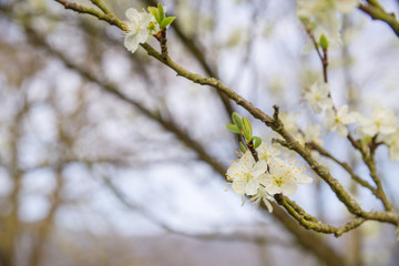 süße Kirschblüten