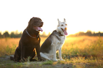 Two dogs husky and brown labrador sitting on green meadow and looking at camera in sunset. Forest and grass background