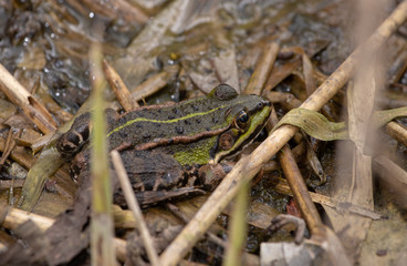 Teichfrosch im Schilf