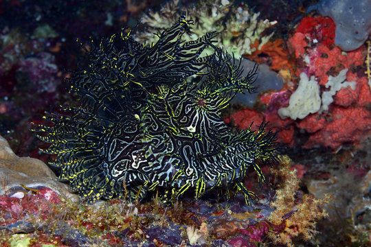 Incredible Underwater World - Lacy scorpionfish - Rhinopias aphanes. Papua New Guinea, Milne Bay.