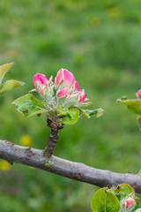 Knospen am Apfelbaum im Garten