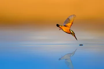 Erstaunlicher Vogel Eisvogel. Tauchender Vogel. Bunter Naturhintergrund. Vogel: Eisvogel. Alcedo atthis © Serkan Mutan
