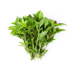 sweet basil isolated on white background. top view