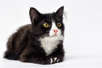 black and white kitten looks