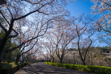 桜　公渕森林公園(香川県高松市)