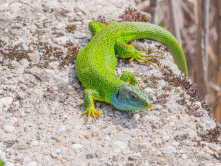 Lézard au soleil