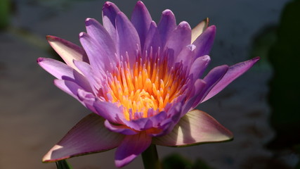 lotus flower in pond. 
