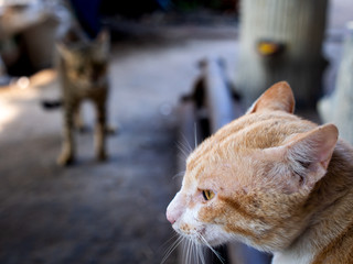 Yellow Cat Standind Calm