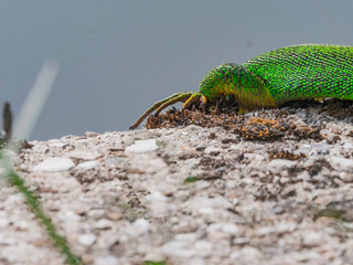 Patte de lézard