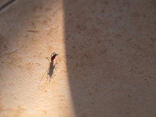Mosquito Full of Blood could not Fly