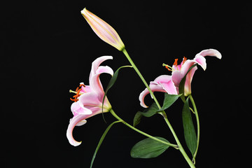 黒背景のユリの花