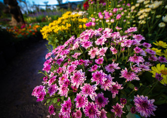 Obraz premium Garden Chrysanthemum Variety of Colors are Blooming