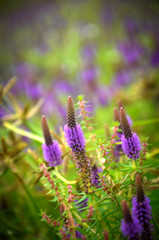 purple flowers in a field