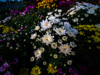 Fototapeta na wymiar Garden Chrysanthemum Variety of Colors are Blooming