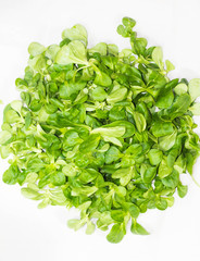 Obraz premium lechuga verde y fresca en un fondo blanco