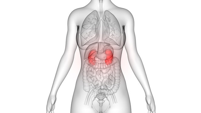 recommend clip art: Human Urinary System Kidneys Anatomy