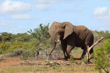 Fototapeta premium Afrikanischer Elefant / African elephant / Loxodonta africana