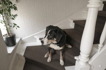 Hund sitzt auf Treppe