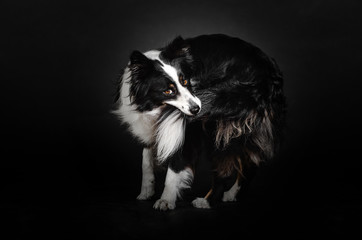 border collie dog beautiful portrait doing tricks on black background studio shooting	