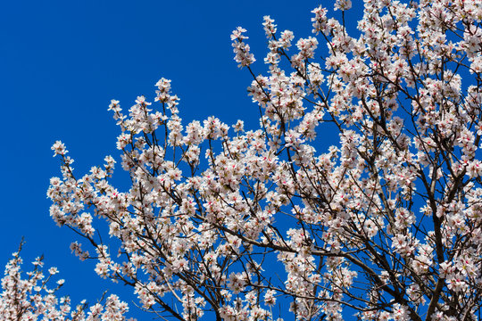 Photo of the many apricot tree branches with blooming white flowers against a clean blue sky	