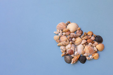 seashells on blue background with copy space