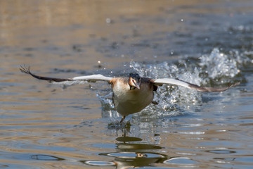 Great crested grebe (Podiceps cristatus) in breeding plumage