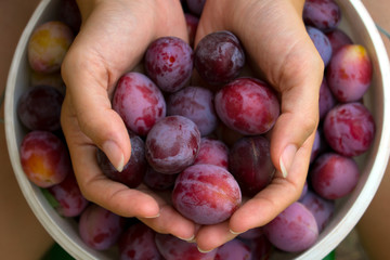 Woman hands holding fresh purple plums