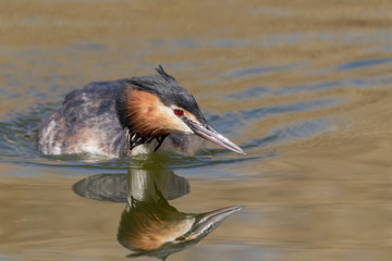 Great crested grebe (Podiceps cristatus) in breeding plumage