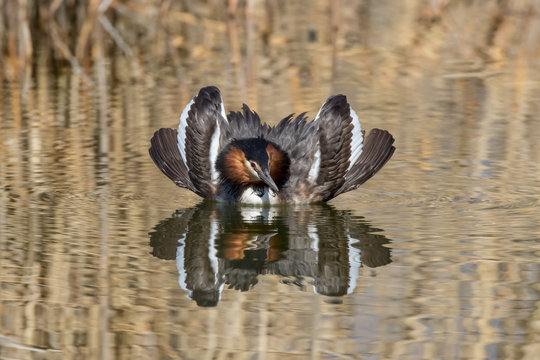 Male great crested grebe (Podiceps cristatus) displaying during mating ritual