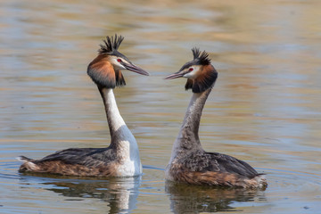 Couple great crested grebe (Podiceps cristatus) during mating ritual