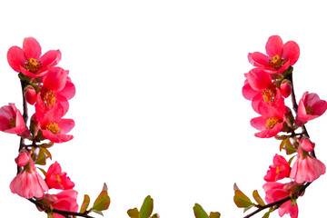 Holunderblüten auf dem weißen Hintergrund