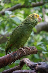 Green parrot