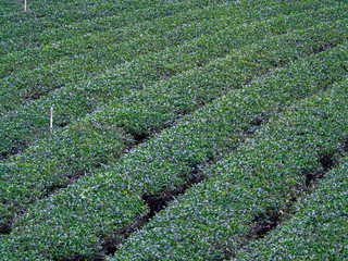 Field of Tea Plantation in a Row