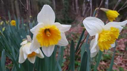 narcisse bicolor