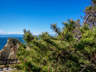 【伊豆半島ジオパーク】春の黄金崎【松・遊歩道】