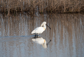 Eurasian Spoonbill in marshes the Weerribben the Netherlands.